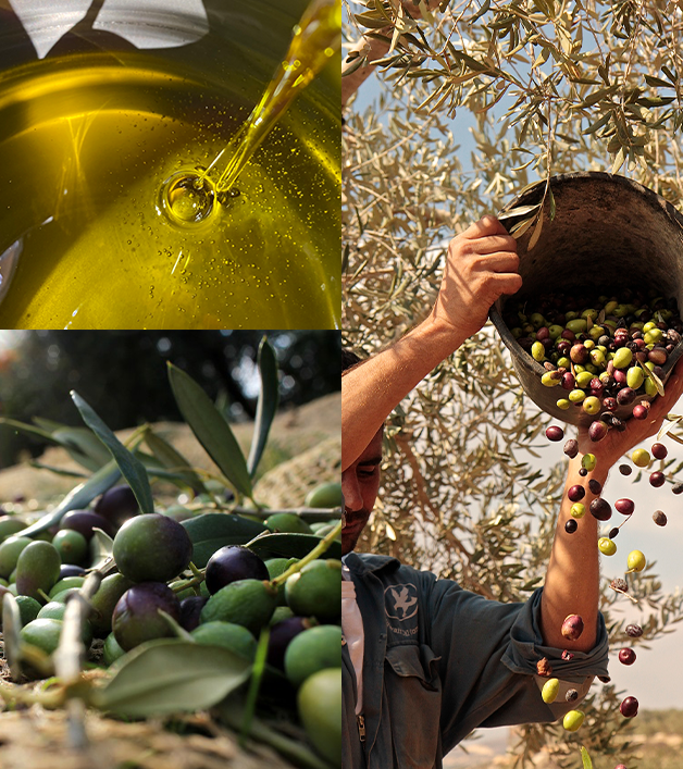 Why Zarzis Olive Oil